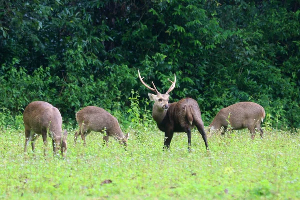 Gruppo Muntiacus Muntjak Sullo Sfondo Della Natura — Foto Stock