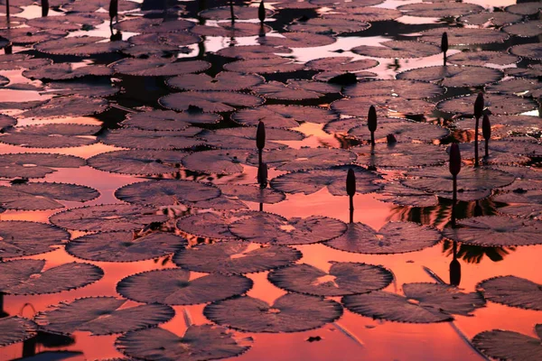Silhouette Beautiful Lotus Flower Pond — 图库照片