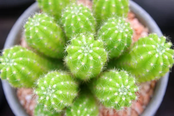 Primer Plano Cactus Hermoso Floristería — Foto de Stock