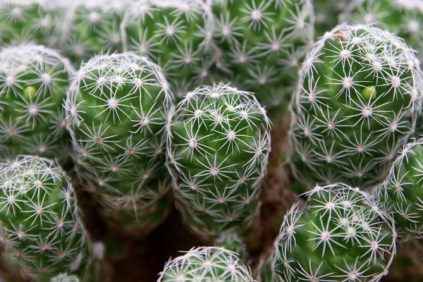 Primer Plano Cactus Hermoso Floristería — Foto de Stock