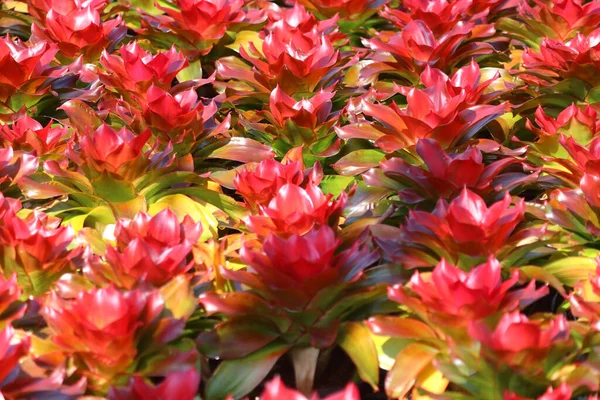 Photo Bromeliad Guzmania Magnifica Flower Garden — Stock Photo, Image