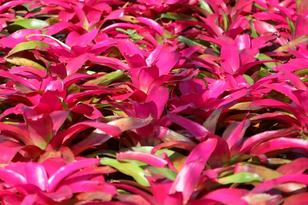 Foto Bromeliade Guzmania Magnifico Fiore Giardino — Foto Stock