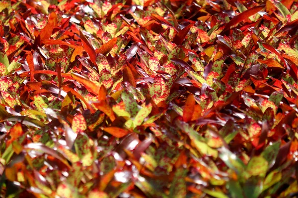 Bromeliad Guzmania Magnifica 'nın bahçede çekilmiş fotoğrafı.