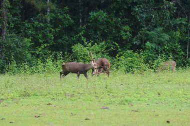 Muntiacus Muntjak 'ın çiftleşme mevsiminde dövüştüğü fotoğraf