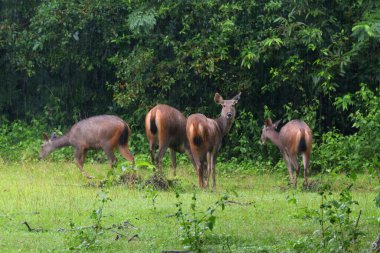 Muntiacus Muntjak 'ın doğa geçmişi üzerine olan grubu