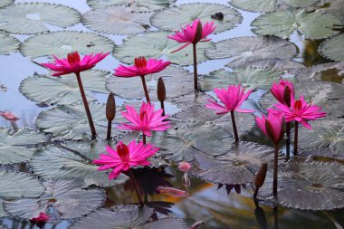 Göldeki güzel nilüfer çiçeğinin fotoğrafı.