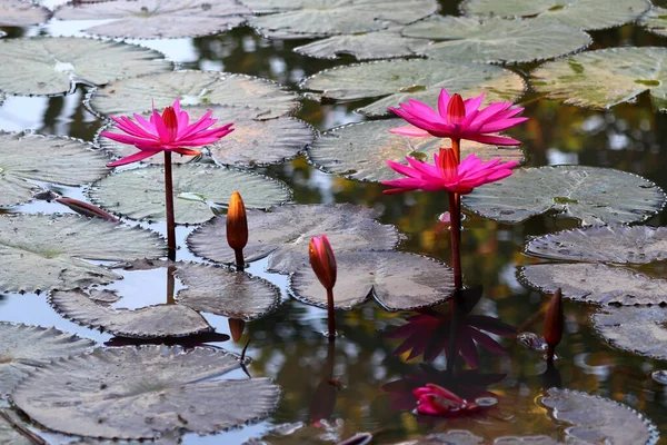 Foto Der Schönen Lotusblume Teich — Stockfoto