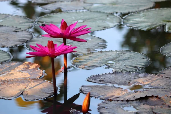 Fotografie Krásného Lotosového Květu Rybníku — Stock fotografie