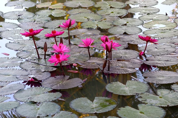 池の美しい蓮の花の写真 — ストック写真