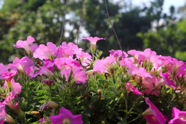 Çiçek saksısında petunya çiçeği fotoğrafı