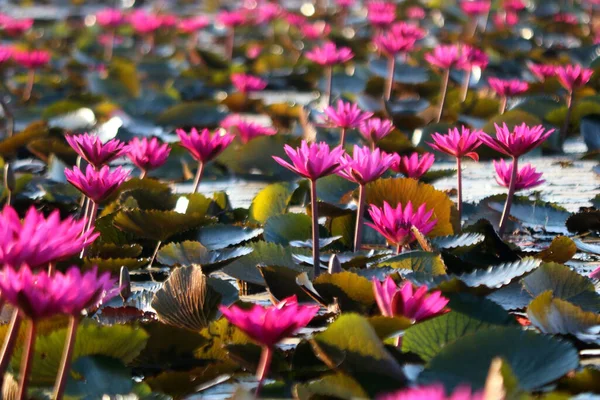 Photo Beautiful Lotus Flower Pond — Stock Photo, Image