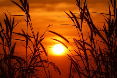 Güzel altın gün batımı arka planına sahip gramineae otlarının silueti