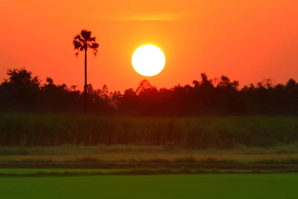Rural Scene Beautiful Sunset Paddy Field — Stock Photo, Image