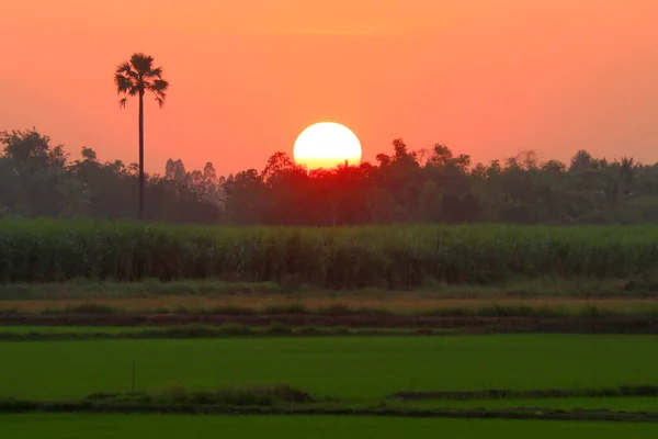 Rural Scene Beautiful Sunset Paddy Field — Stock Photo, Image