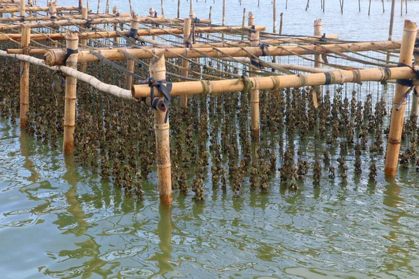 Cría Moluscos Granja Ostras Mar —  Fotos de Stock