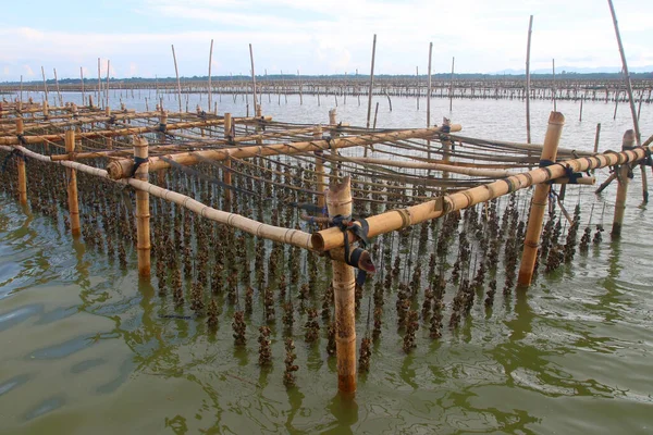 Cría Moluscos Granja Ostras Mar —  Fotos de Stock