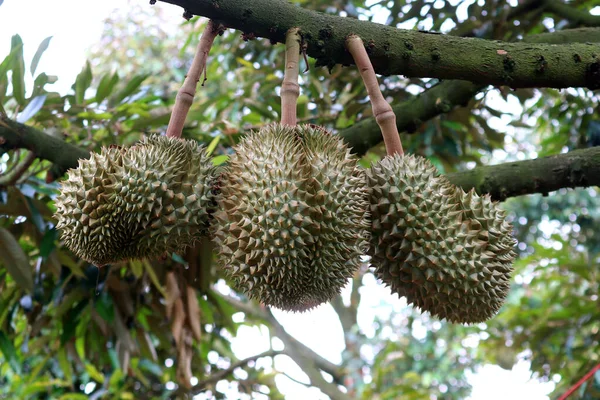 Fruit Dur Sur Arbre Dans Une Ferme Biologique — Photo