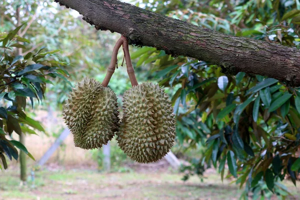 Durian Ovoce Stromě Ekologické Farmě — Stock fotografie