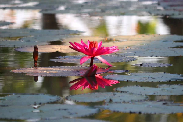 Foto Belo Lírio Água Lagoa — Fotografia de Stock