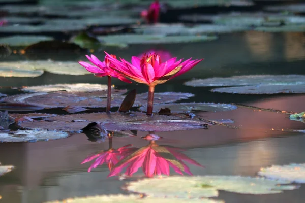 Фото Красивой Водяной Лилии Пруду — стоковое фото