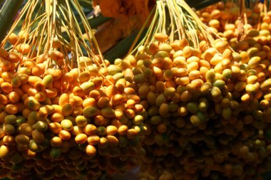 Hurma ağaçlarında, taze meyvalar.