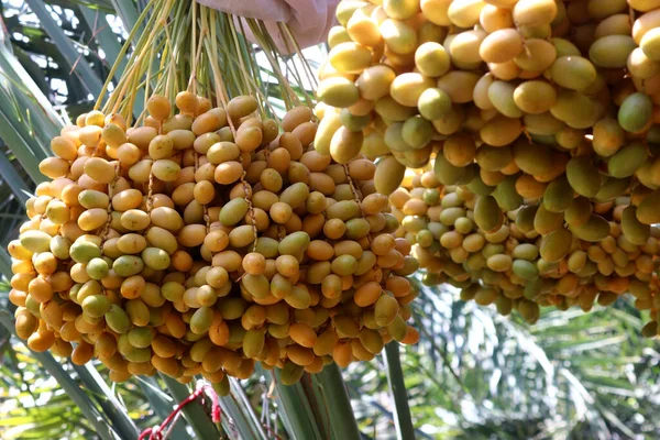 Fresh Date Fruits Date Palm Tree — Stock Photo, Image