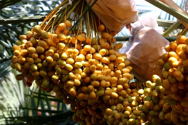 fresh date fruits on date palm tree