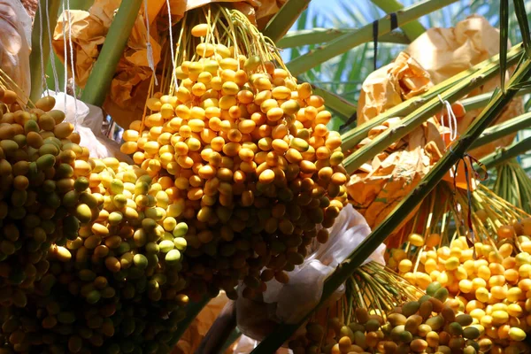 fresh date fruits on date palm tree