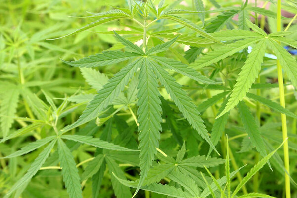 closeup of cannabis plants, young marijuana leaf