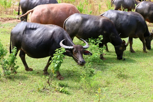 Asian Water Buffalo Bubalus Bubalis Paddock — Stock Photo, Image