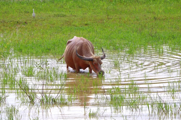 Asiatischer Wasserbüffel Oder Bubalus Bubalis Fahrerlager — Stockfoto