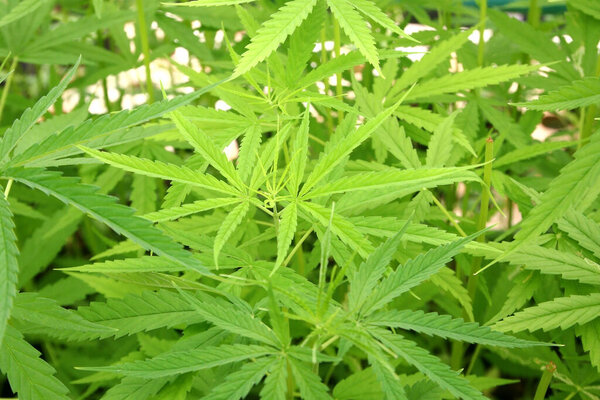 closeup of cannabis plants, young marijuana leaf