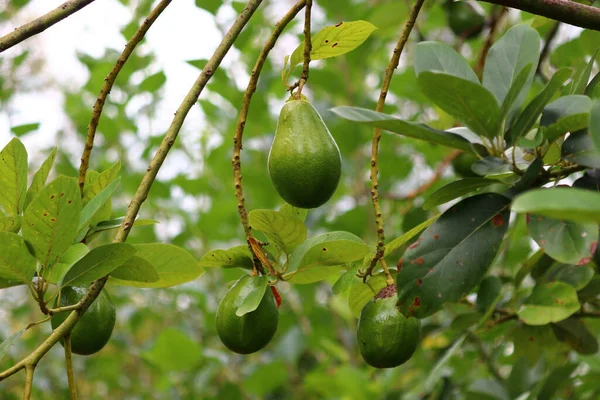 Avokádový Palta Guacamole Ovoce Stromě Ekofarmy — Stock fotografie