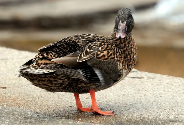 Eine Ente in der Nähe des Meeres. — Stockfoto