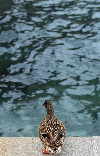 Um pato perto do mar . — Fotografia de Stock
