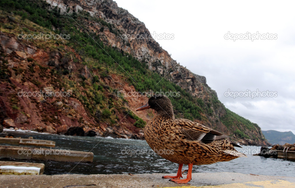 A duck near de sea.