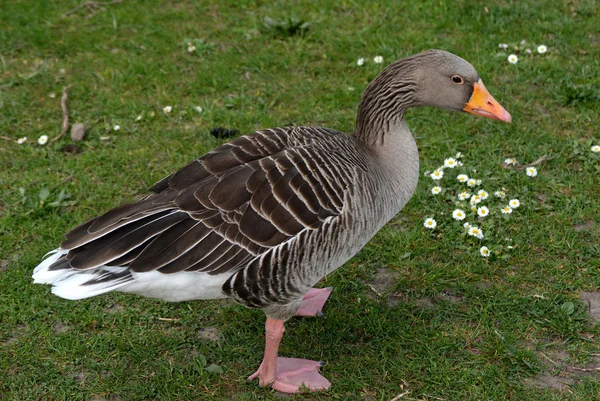 Um pato. — Fotografia de Stock