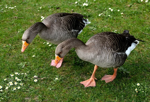 Un pato. — Foto de Stock