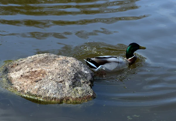Um pato. — Fotografia de Stock