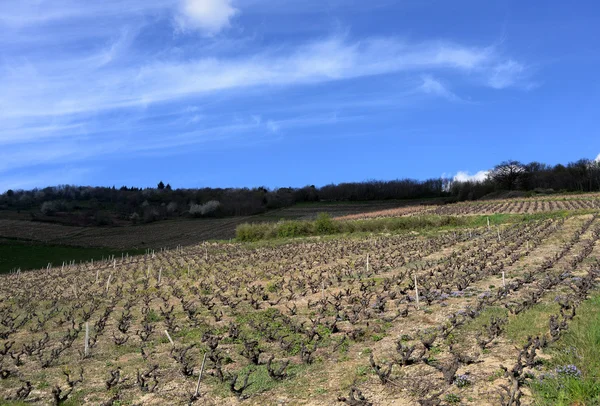 Fransa'nın beaujolais bölgedeki üzüm bağları. — Stok fotoğraf
