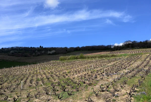 Vinhedos da região de Beaujolais, França . — Fotografia de Stock