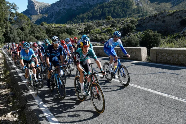 Profesjonalni Rowerzyści Podczas Zawodów Challenge Mallorca Odbywających Się Roku Drogach — Zdjęcie stockowe