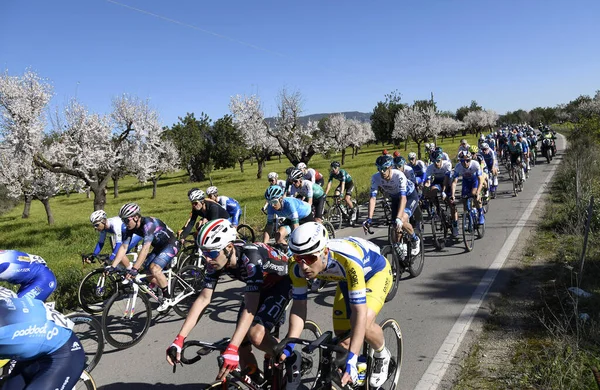 Profesjonalni Rowerzyści Podczas Zawodów Challenge Mallorca Odbywających Się Roku Drogach — Zdjęcie stockowe