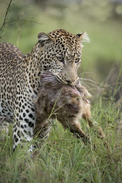 leopar, panthera pardus, av taşıma