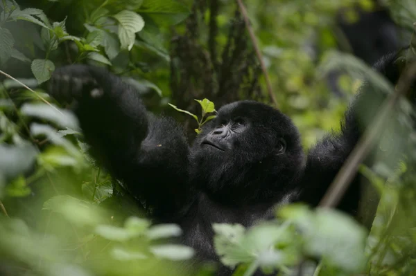 dağ goril yanardağlar Milli Park, Ruanda