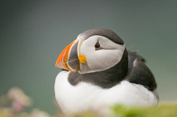 Atlantic Puffin, fratercula arctica Stock Picture