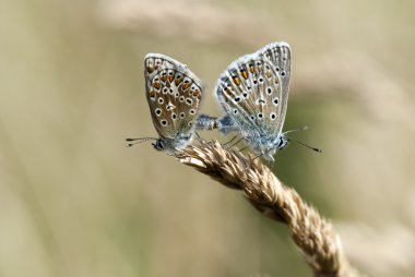 gemeenschappelijke blauw, polyommatus icarus