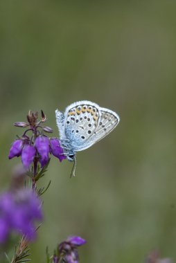 Mavi kelebek gümüş çivili, plebejus argus