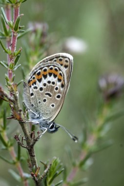 Mavi kelebek gümüş çivili, plebejus argus