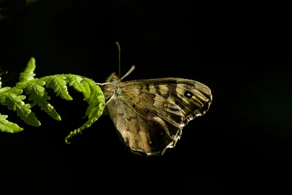 Speckled wood butterfly, Pararge eageria — Stock Photo, Image
